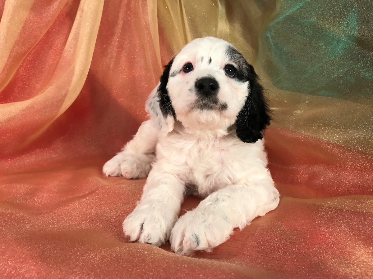 Black and White Male Cockapoo Puppy for Sale DOB 10-9-18 $975